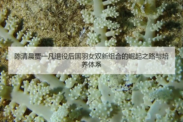 陈清晨贾一凡退役后国羽女双新组合的崛起之路与培养体系